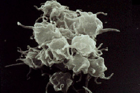 Activated Platelets